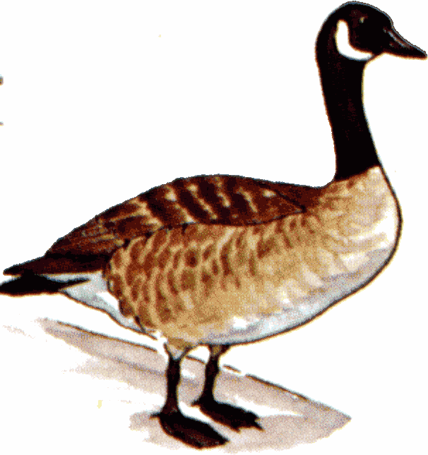 Clip Art Goose Geese Clipart