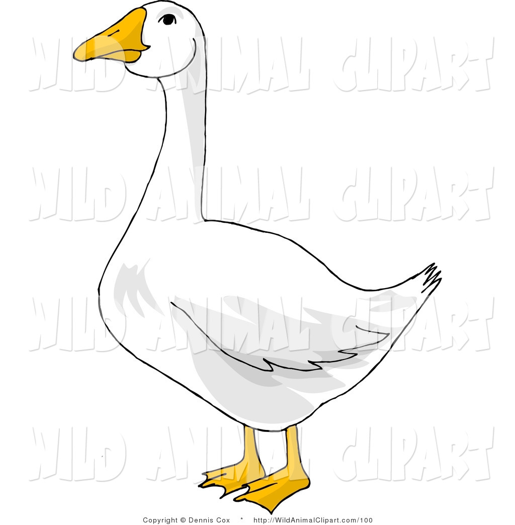 Clip Art Of A White Goose With An Orange Bill And Webbed Feet By Djart    