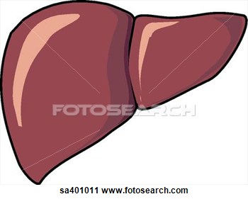 Clipart   Liver Releases Glucose Into Blood   Fotosearch   Search