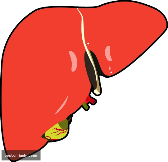 Human Liver   Download Free Vector Clipart