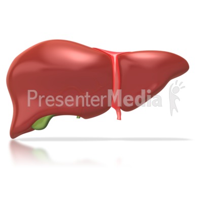 Human Liver   Medical And Health   Great Clipart For Presentations    
