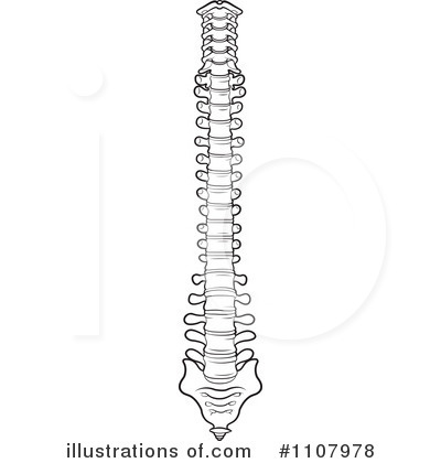 Human Spine Clipart