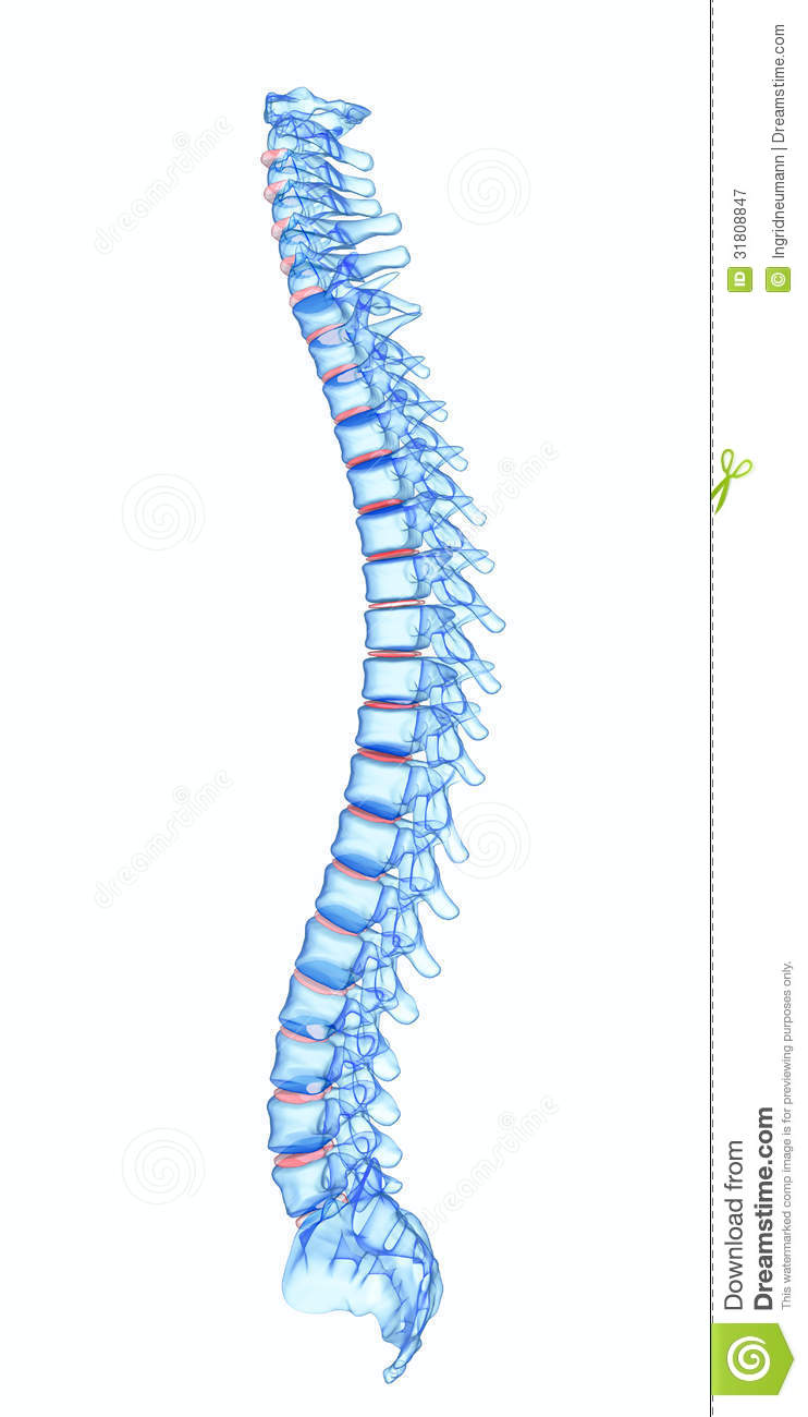 Human Spine Clipart X Ray Human Spine