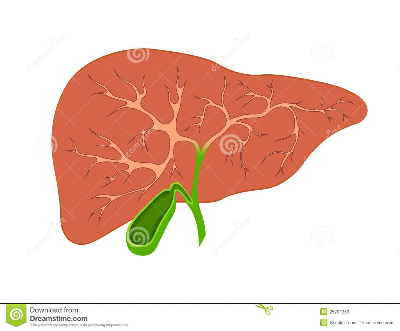 Liver Clipart Liver And Gall Bladder In The