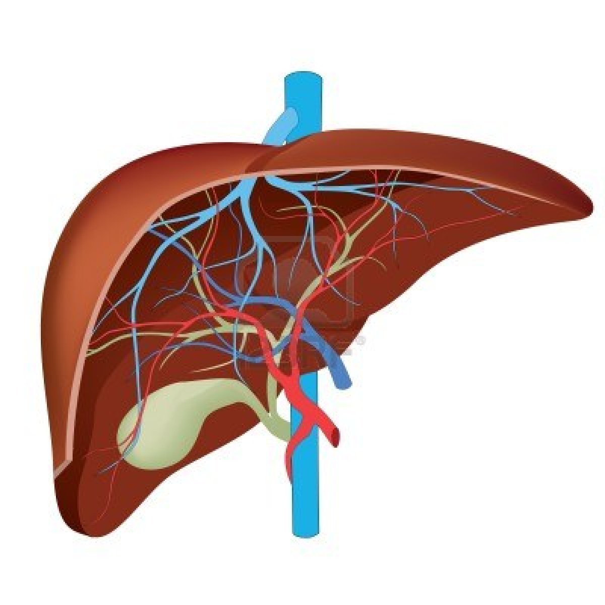 Liver Diagram For Assignment   Human Anatomy