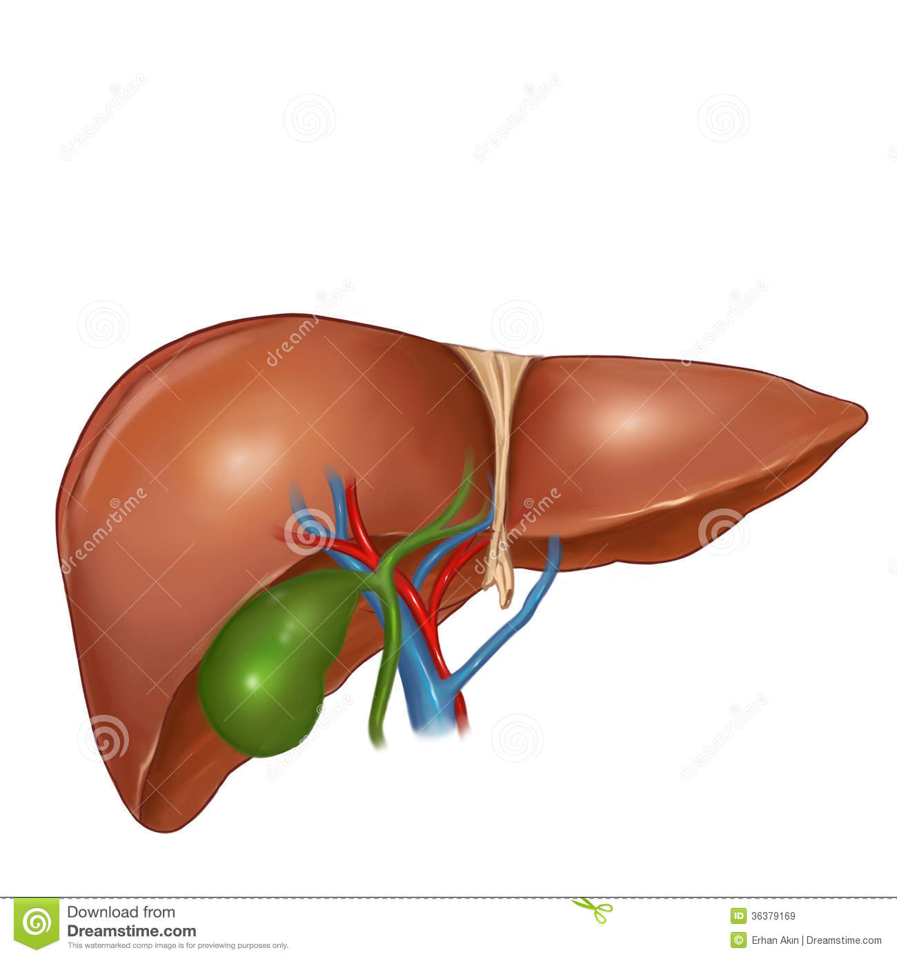 Liver Royalty Free Stock Images   Image  36379169