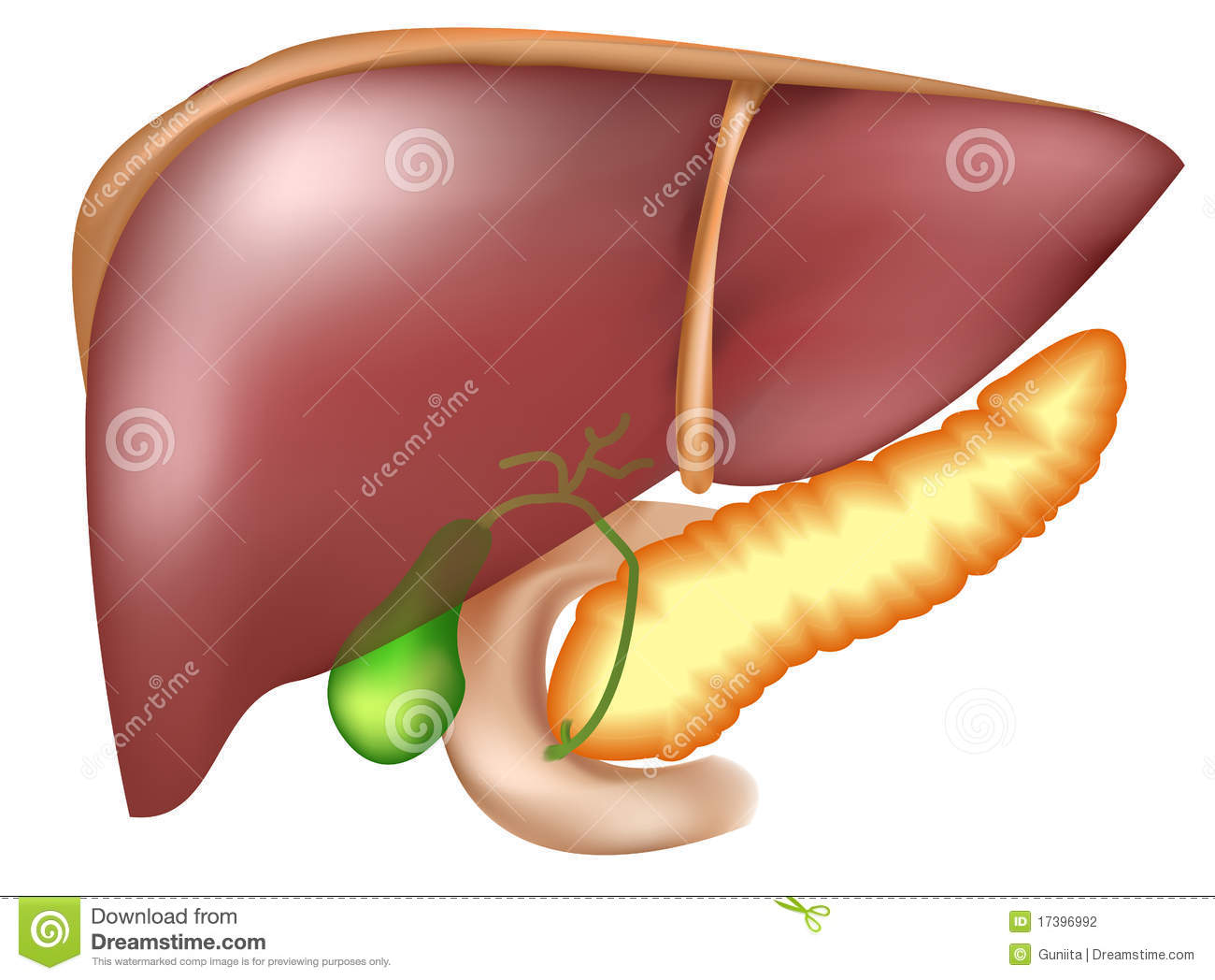 Pancreas Clipart