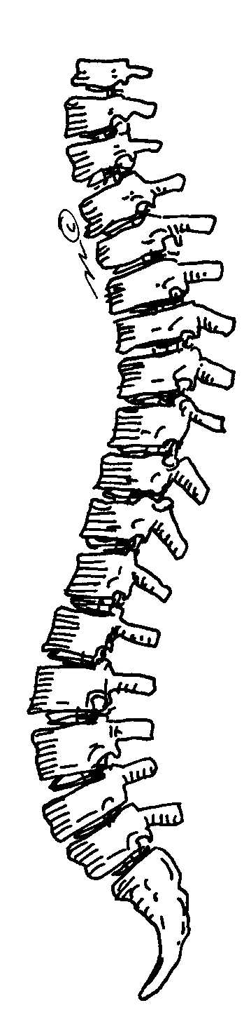 Spine Clipart Backbone Gif