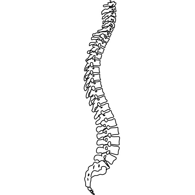 Spine Clipart Category Clip Art