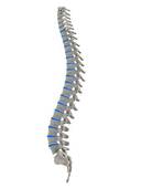 Spine Illustrations And Clipart  10827 Spine Royalty Free