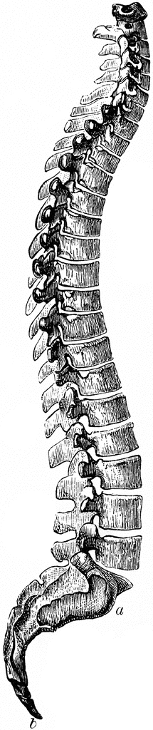 The Spine   Clipart Etc