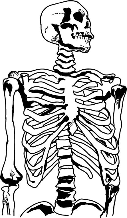 Anatomy 20clipart   Clipart Panda   Free Clipart Images