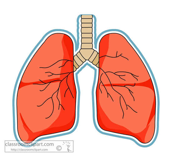 Anatomy   Anatomy Lungs   Classroom Clipart