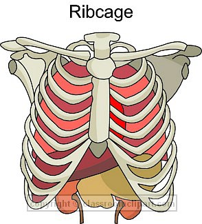 Anatomy And Physiology Clip Art