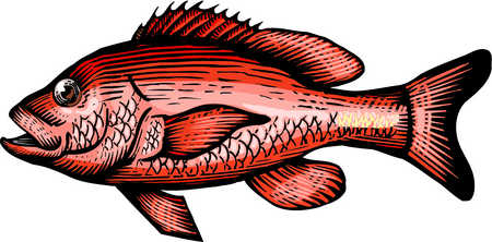 Art Clip Arts Clipart Cliparts Fauna Fin Fins Fish Food Gills Graphic