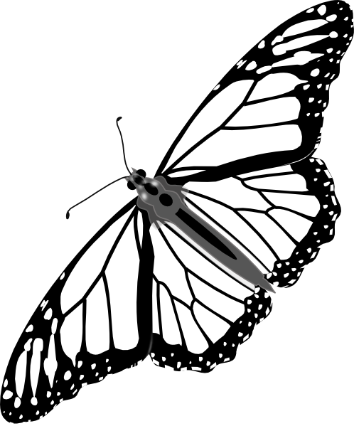 Butterfly Flying Outline Clipart   Clipart Panda   Free Clipart Images