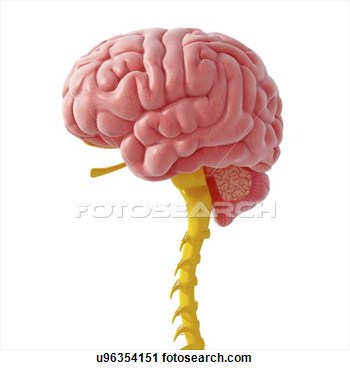 Clipart Of Central Nervous System Artwork U96354151   Search Clip Art
