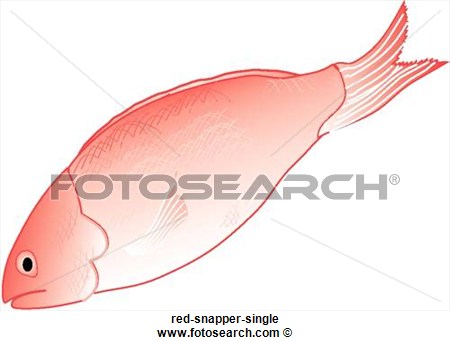 Clipart Of Red Snapper Single Red Snapper Single   Search Clip Art