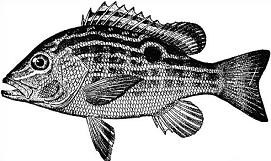 Free Snapper Clipart