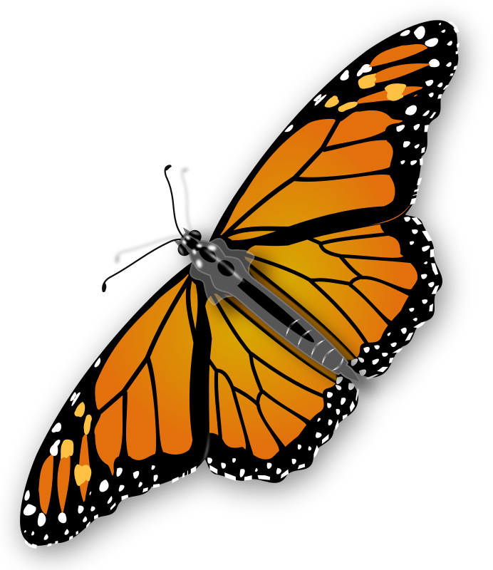 Monarch Butterfly By Jimmiet   A Colorful Monarch Butterfly