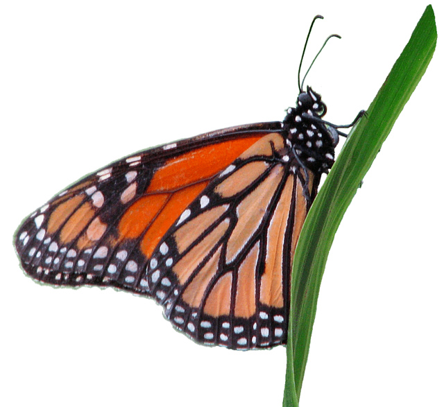 Monarch Butterfly Clip Art   Clipart Best