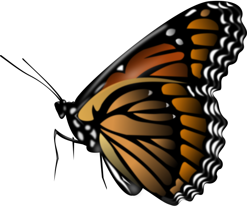 Monarch Butterfly Drawn With Inkscape  I Don T Know Why Open Clip