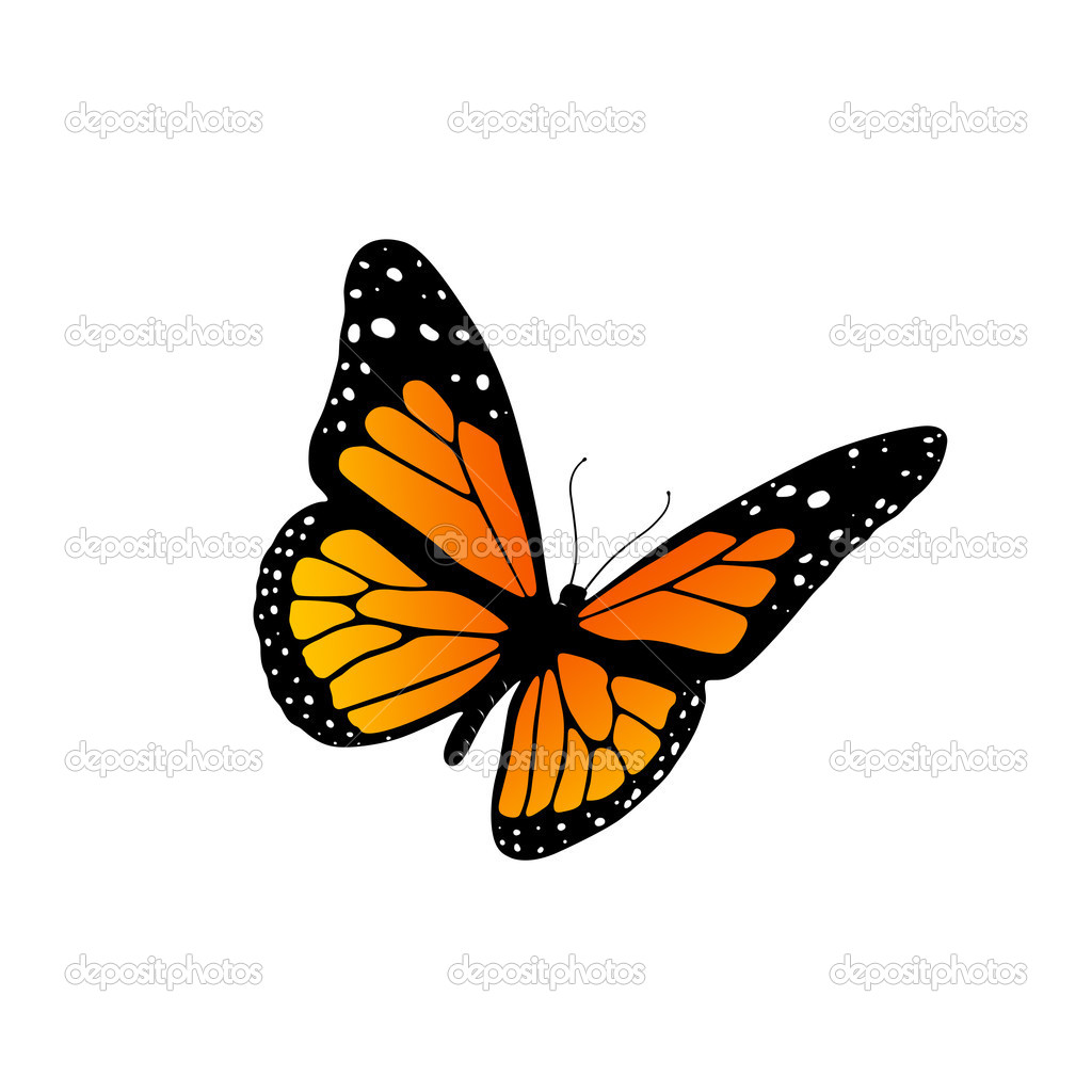 Monarch Butterfly   Stock Photo   Cnapsys  9851615