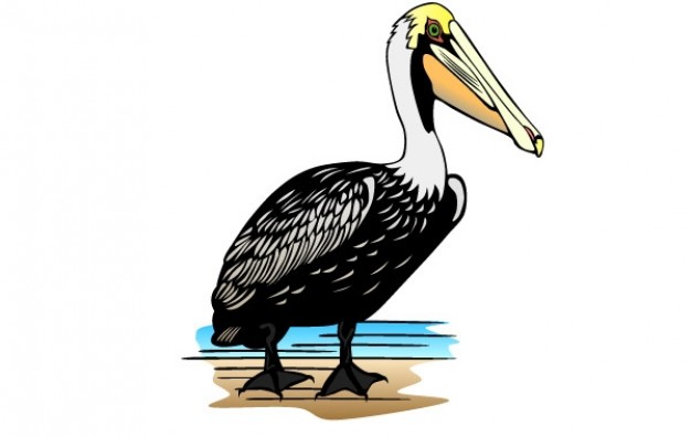 Pelican Clip Art   Baixar Vetores Gr Tis