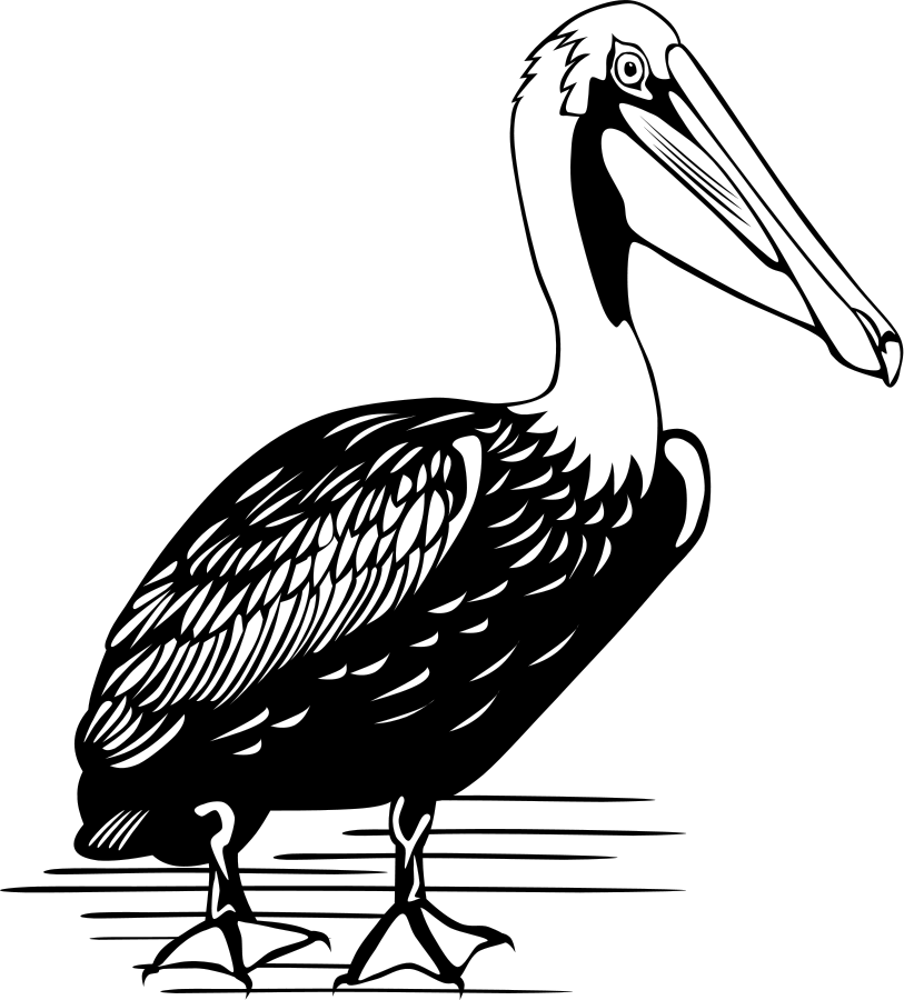 Pelican Clip Art