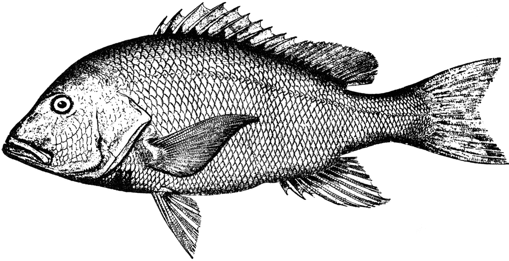 Red Snapper   Clipart Etc