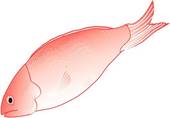 Snapper Clipart And Illustrations
