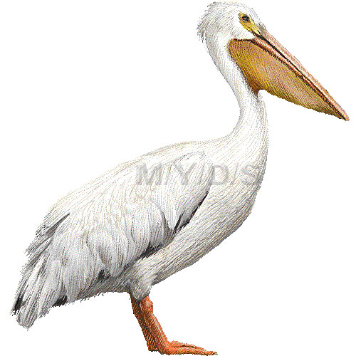 White Pelican Rough Billed Pelican Clipart Graphics  Free Clip Art