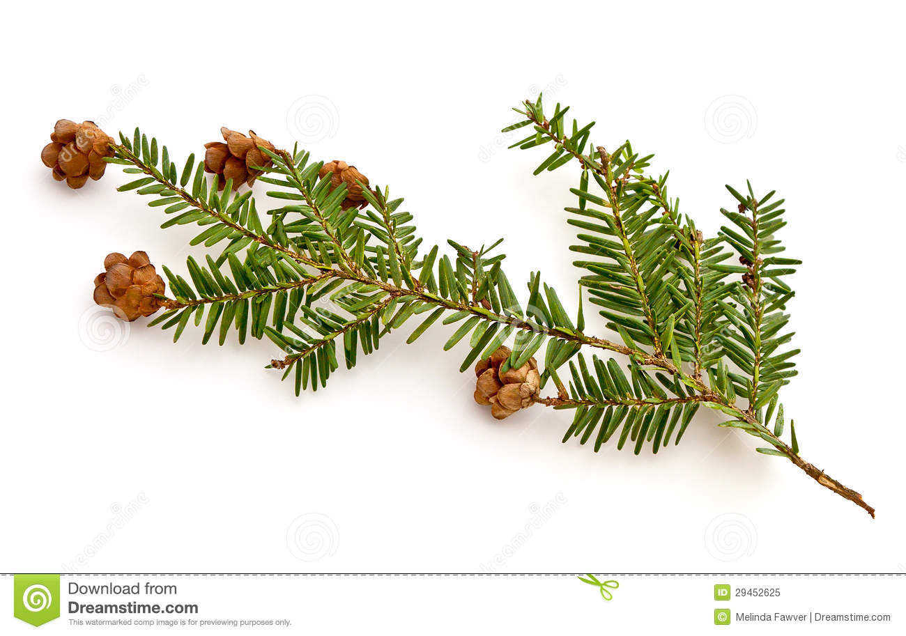 Eastern Hemlock  Tsuga Canadensis  Branch On A White Background