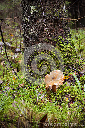 False Saffron Milk Cap Mushroom Royalty Free Stock Photography   Image