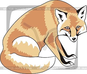 Fox   Royalty Free Vector Image