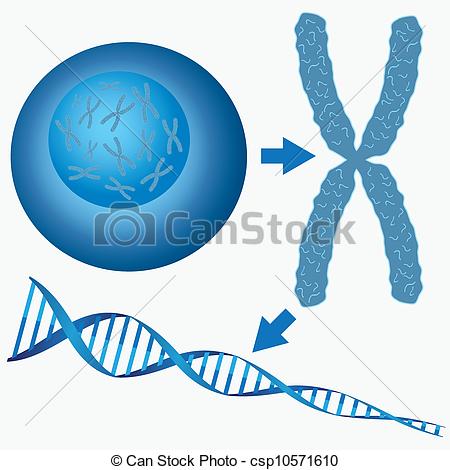 Go Back   Gallery For   Cell Nucleus Clipart