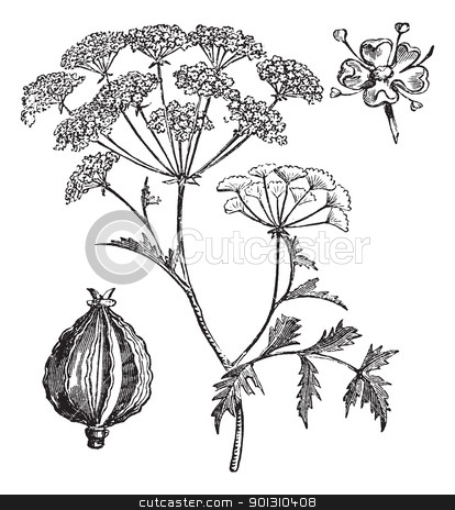Hemlock Or Poison Hemlock Or Conium Maculatum Vintage Engraving Stock