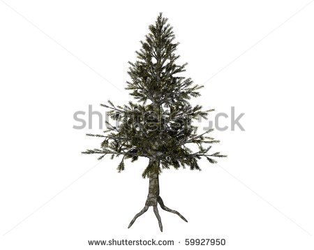 Hemlock Tree Isolated Stock Photo 59927950   Shutterstock