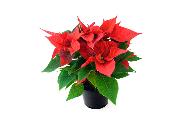 One Of The Most Popular Plants For Christmas Can Be A Difficult One