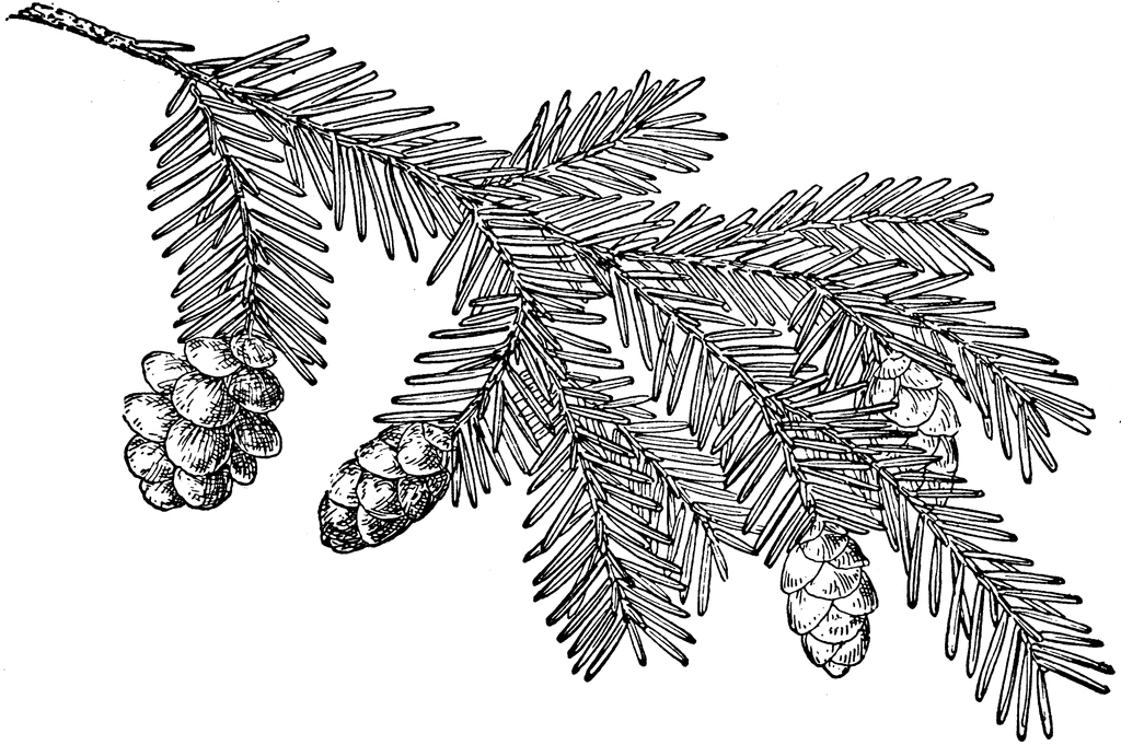 Pine Cone Of Western Hemlock   Clipart Etc   Clip Art   Pinterest