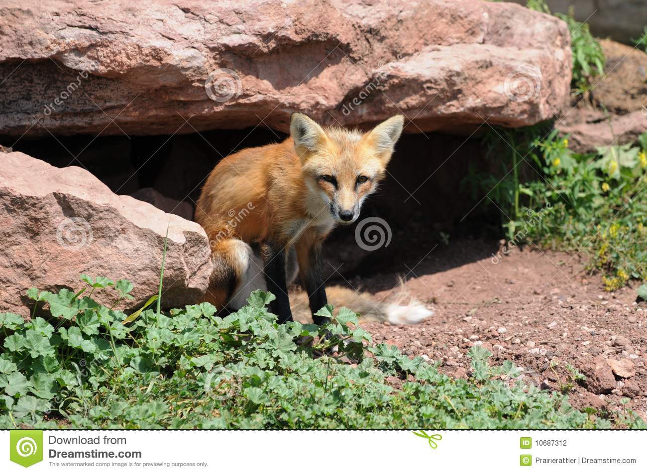 Red Fox Outside Den Stock Photography   Image  10687312