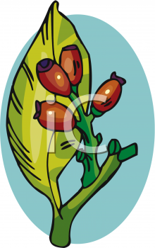 Royalty Free Bud Clip Art Flower Clipart