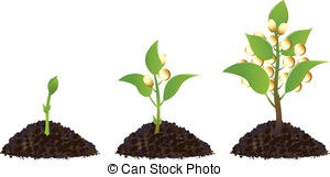 Sapling Illustrations And Clipart