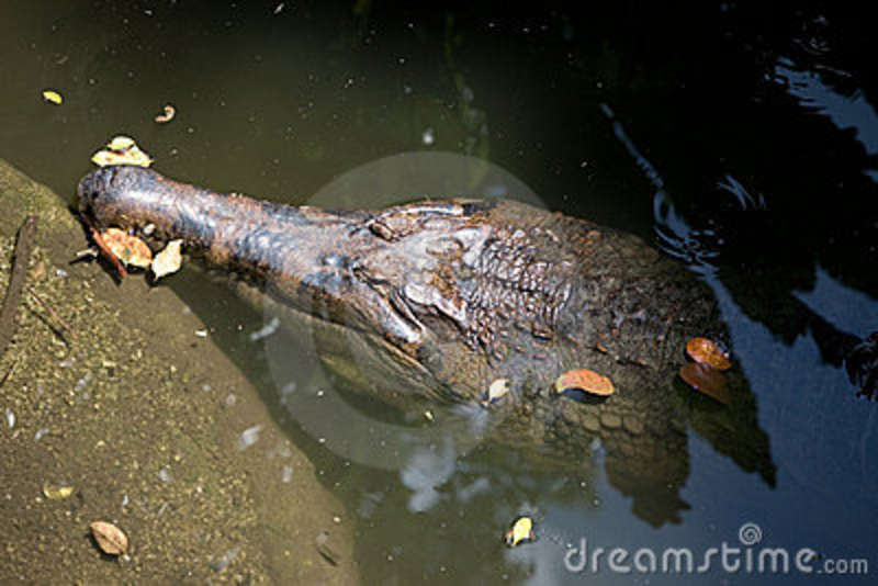 Ten Foot False Gavial Crocodile Stock Images   Image  4854074