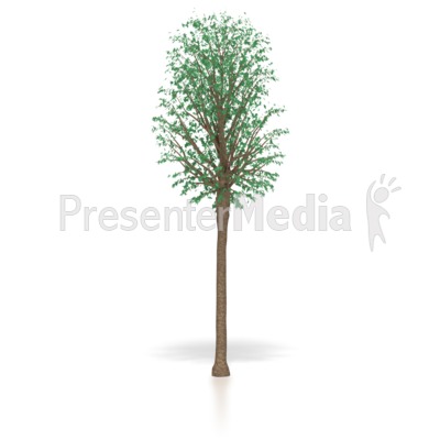 Young Oak Tree Sapling   Wildlife And Nature   Great Clipart For    