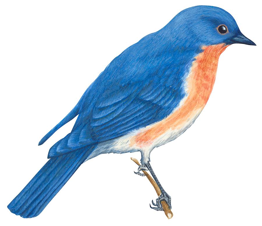 Eastern Bluebird Drawing By Anonymous   Eastern Bluebird Fine Art    