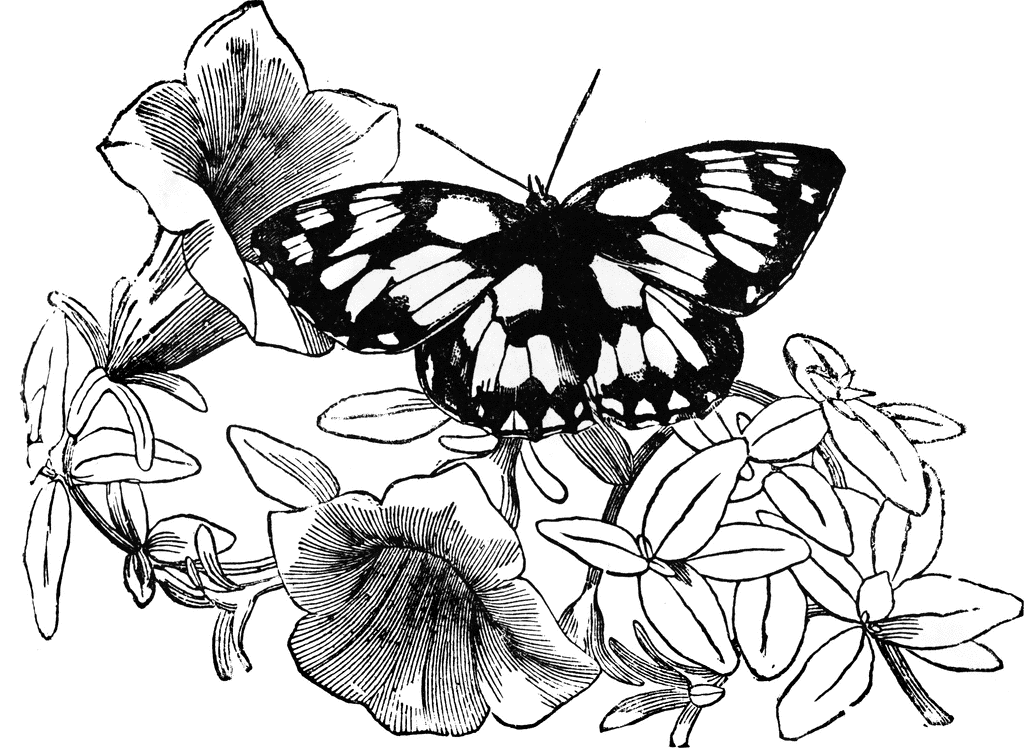 Half Mourning Butterfly   Clipart Etc