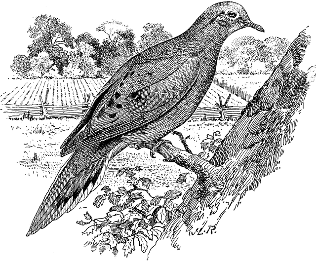 Mourning Dove   Clipart Etc