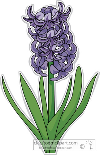 Flowers   Hyacinth Flower 313   Classroom Clipart