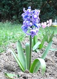 Free Hyacinth Clipart